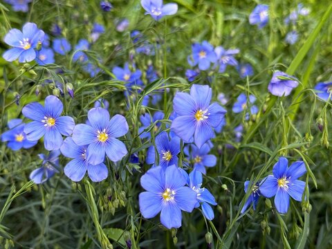 Blue flax flowers in field