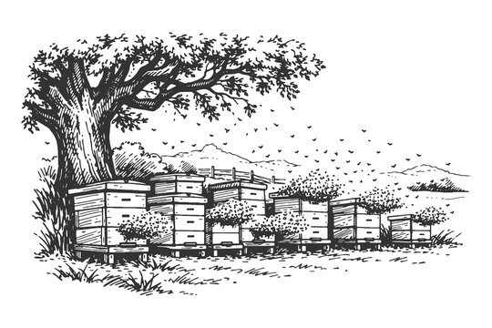 Hand drawn engraving vector illustration of wooden beehives in an apiary situated under a large leafy tree with a swarm of honey bees flying around.
