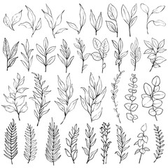 Set of hand-drawn line art botanical elements: various leaves, eucalyptus branches, fern fronds, greenery sprigs.  © Xeniya