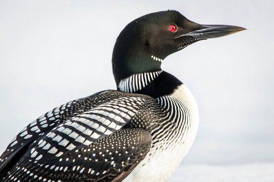 Sleek loon with ruby-red eyes gliding silently across northern lakes.