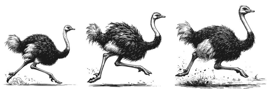 Elegant Ostrich Line Art &ndash; Hand-Drawn Minimalist Sketch linework sketch hand drawn pen drawing vector illustration background