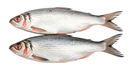 Obraz premium Two white fish isolated on transparent background with reflective mirror image below