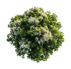 Obraz premium PNG Lush flowering tree top view.