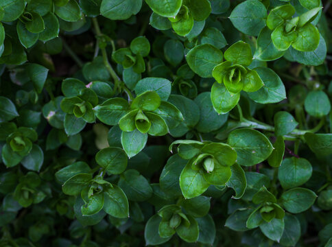 A close-up of green common chickweed or Stellaria media. Copy space. Background.