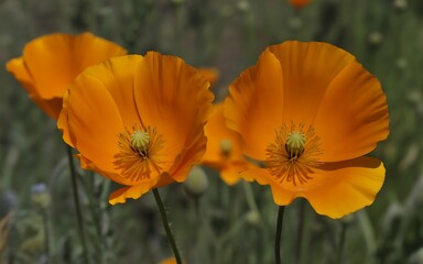 Fototapeta premium Vibrant California poppies blooming in sunny field