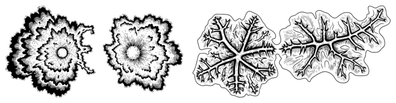 Set of four botanical elements including leaf veins and flower cross sections in ink style