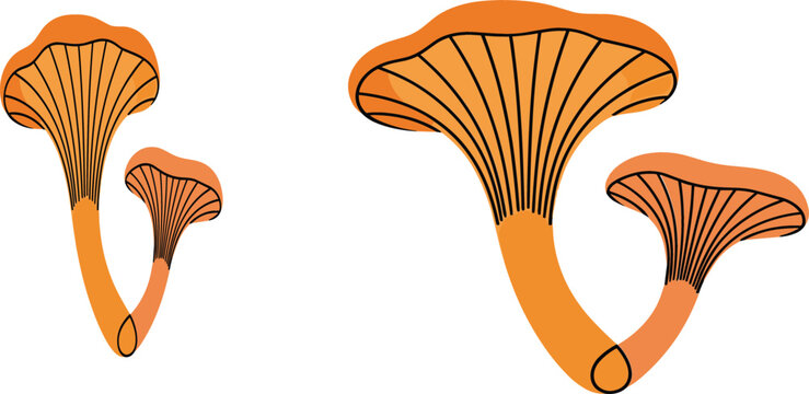 Orange Chanterelle Mushroom Vector Illustration Set in Flat Cartoon Style for Nature, Forest, Autumn Food and Botanical Design