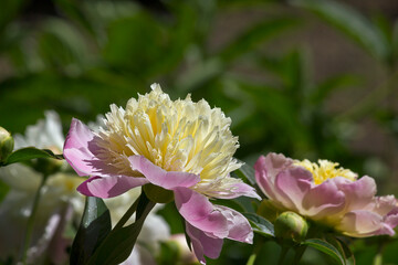 Pink and yellow peonies close-up. Peonies of "Gold deusted" variety in the garden.