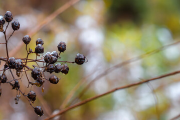 冬の冷たそうな木の実