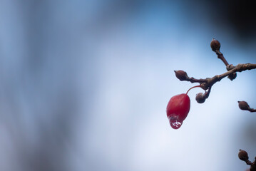 冬の冷たそうな木の実