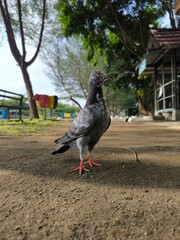 Obraz premium A dove poses gallantly on the ground.