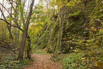 Path in the autumn forest. Autumn forest landscape