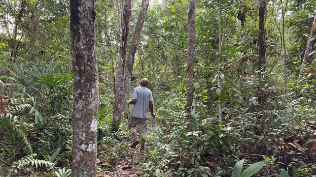 Rear view of rubber tapper walking along narrow path inside tropical rubber plantation showing rural livelihood and agricultural work environment.