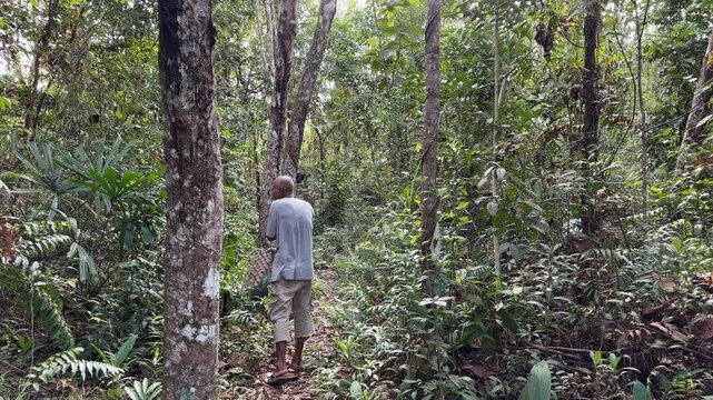 Rubber tapper standing among rubber trees inside dense tropical plantation highlighting agricultural labor and rural working conditions.