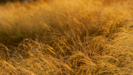 Golden feather grass spikes in sunset light.