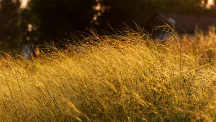Dreamy golden hour field with feather grass at sunset.