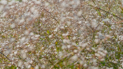 White meadow flowers shot through blurred blossoms for a soft dreamy effect.