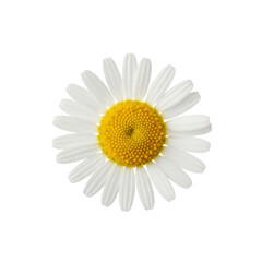 Single daisy flower isolated On Transparent Background