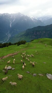 sheep in the mountains, bhrigu lake