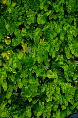 green leaves background