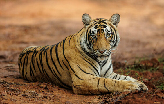 A Bengal tiger sitting on a jungle pathway in Ranthambhore national park in India