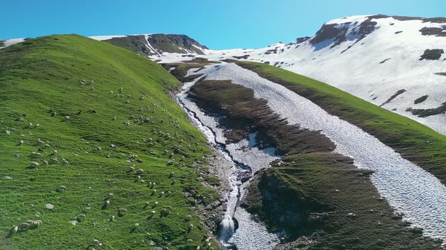 sheep in the mountains, bhrigu lake
