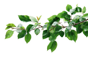 A horizontal branch with vibrant green leaves against a stark black backdrop. Sunlight highlights