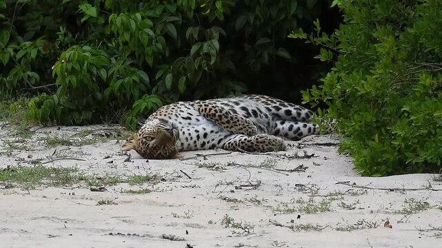 A high-quality, 20-second clip featuring an endangered Sri Lankan Leopard (Panthera pardus kotiya) peacefully sleeping on white sand. Captured in its natural habitat, Wilpattu National Park Sri Lanka.