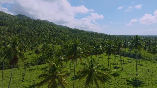 Finca de cocos en Samaná, Rep&uacute;blica Dominicana