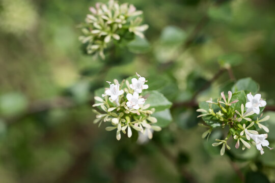 Beautiful Chinese abelia (Abelia chinensis var. ionandra) flowers.