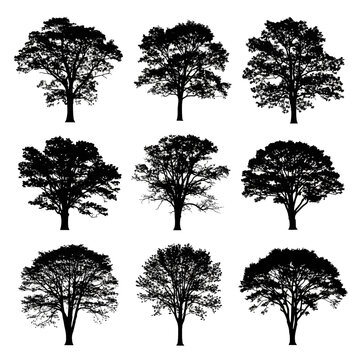 Nine black and white illustrations of different types of trees in a 3x3 grid arrangement