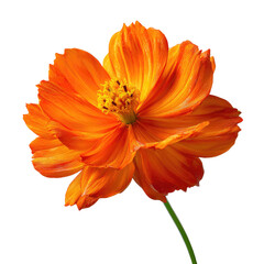 A vibrant, close-up view of an orange flower with delicate petals, isolated against a black background