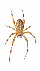 Futuristic Spaceship Flying at Hyper Speed in Deep Space, Warp Engine Starship Science Fiction Background