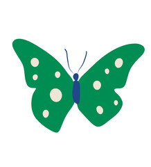 butterfly on white background