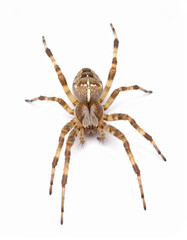 Futuristic Spaceship Flying at Hyper Speed in Deep Space, Warp Engine Starship Science Fiction Background