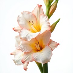 Fototapeta premium Two pale pink gladiolus flowers bloom on green stems. Delicate petals unfurl revealing yellow centers with brown stamens. Buds are visible on upper right.