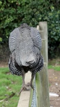 Female Guineafowl Walking Tightrope, Trying Not to Fall Off a Fence, Ireland