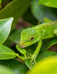Obraz premium Close-up of a vibrant green lizard camouflaged amidst lush foliage