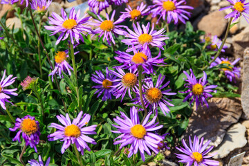 Fototapeta premium Alpine aster or blue alpine daisy (Aster alpinus) flowers