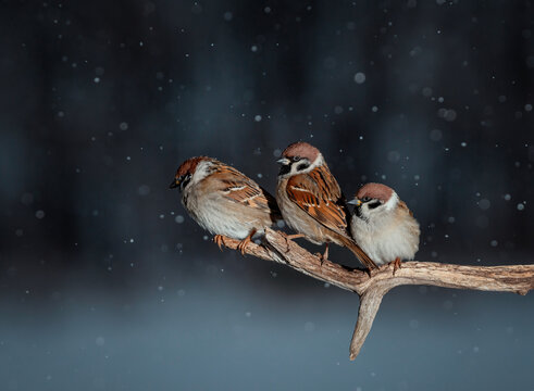 Photo with three funny birds plump sparrows sitting on a tree branch in a winter garden under falling snow