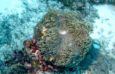 Clownfish in the Andaman Sea – Thailand  © Markus S.
