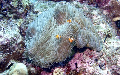 Clownfish in the Andaman Sea – Thailand  © Markus S.