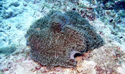 Clownfish in the Andaman Sea – Thailand  © Markus S.
