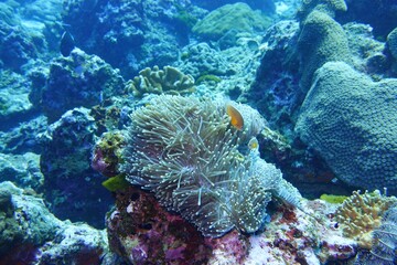 Clownfish in the Andaman Sea – Thailand  © Markus S.