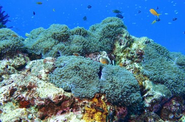 Clownfish in the Andaman Sea – Thailand  © Markus S.