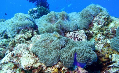 Clownfish in the Andaman Sea – Thailand  © Markus S.