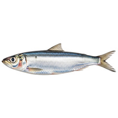 Fototapeta premium A detailed illustration of a mackerel fish with a silver body and blue stripes.