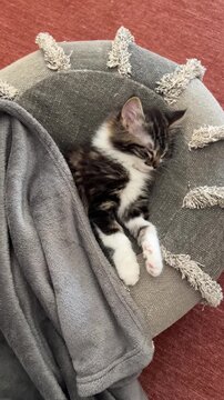 Gatito beb&eacute; durmiendo tapado en un coj&iacute;n suave y acogedor