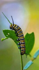 Caterpillar feasts on a green leaf with vibrant colors in focus
