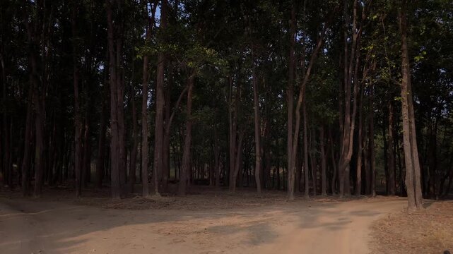 Scenic Drive Through Dense Forest with Fork in the Road, Nature Landscape